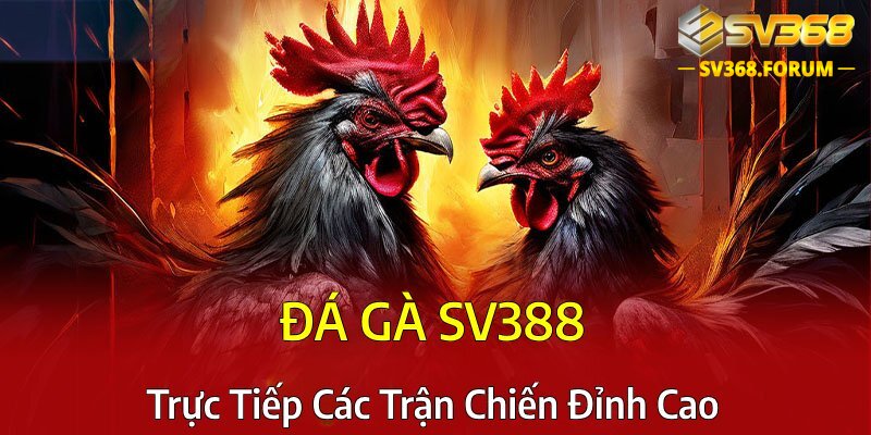 Đá Gà SV388 trực tiếp phát các trận chiến đỉnh cao