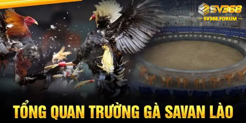 Tổng Quan Trường Gà Savan