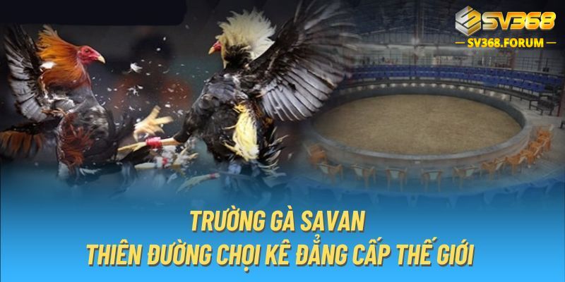 Điểm hấp dẫn tại trường đấu gà Savan